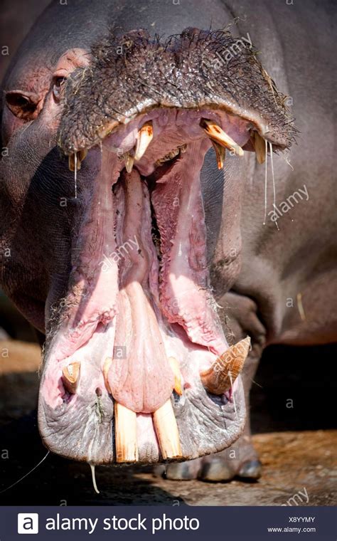 Hippo Mouth Open High Resolution Stock Photography And Images Alamy