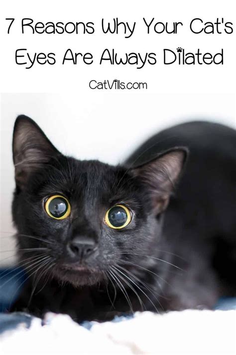 7 Reasons Why Your Cats Eyes Are Always Dilated Cat Behavior Cats