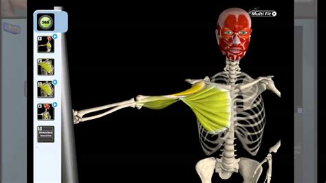 Pectoralis Major Stretching Anatomy Youtube