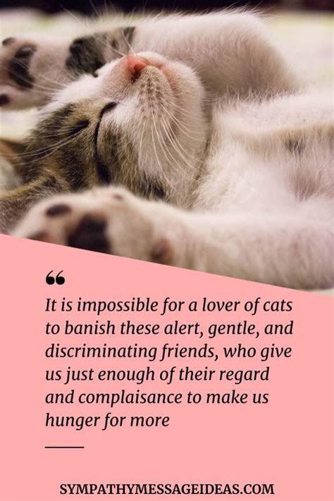 41 Heartfelt Loss Of Cat Quotes And Images Sympathy Message Ideas