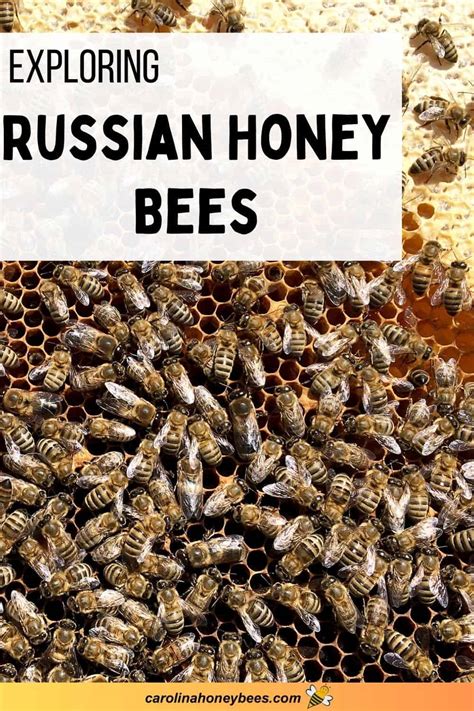 Understanding Russian Honey Bees A Guide For New Beekeepers Carolina