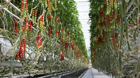 The Top Fresh Produce Greenhouse Growers In The U S Updated 6 18 21