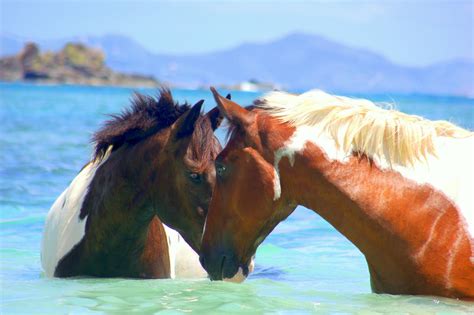 Luxury Retreats Healing With Horses