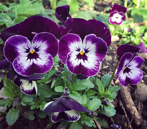How To Grow And Use Violas Sweet Viola Bath Soak Recipe