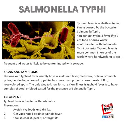 Typhi) and salmonella enterica sv. DETAILS - LIGWALAGWALAFM