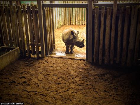 Orphan Rhinos Survive After Mothers Killed In South Africa Daily Mail