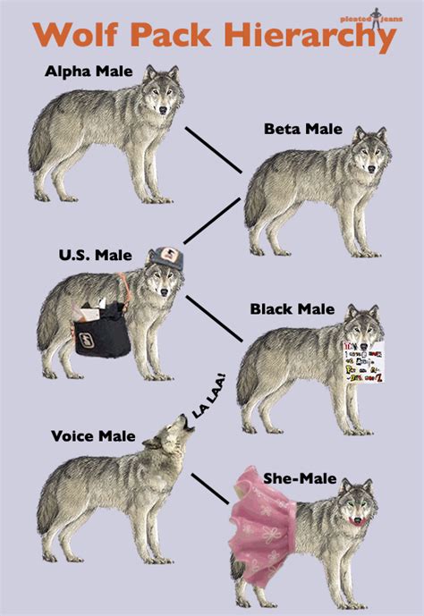Wolf Pack Hierarchy Pic