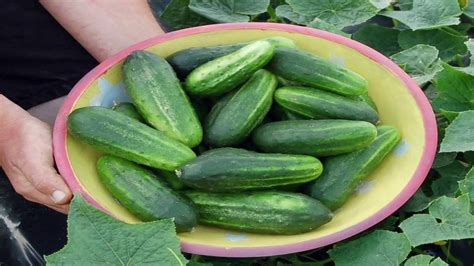 How To Grow Your Own Cucumbers Organically Gardening Tips Youtube