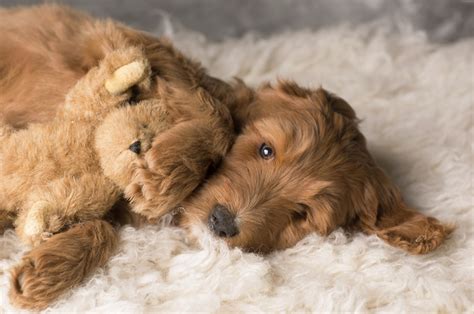 Puppyfinder.com is proud to be a part of the online adoption community. Goldendoodle Rescue Dogs: Everything You Love About 'Man's ...
