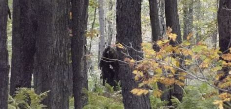 Bradford Pa At The Center Of Two New Sasquatch Sightings Are They