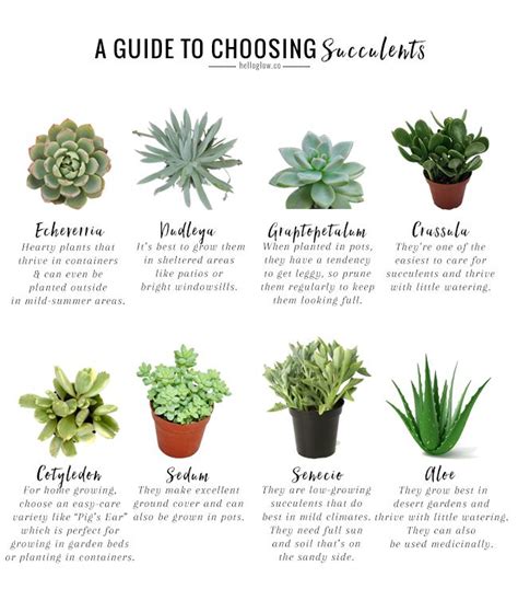 The No Fail Guide To Choosing Growing Succulents Planting Succulents Growing Succulents
