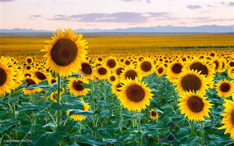 Sunflower Fields by DIA : DenverPics