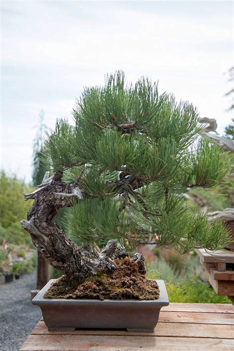 Ponderosa Pines Pinus Ponderosa As A Bonsai East Bay Bonsai Society