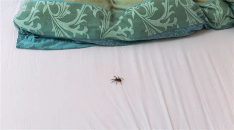 how to keep spiders out of your bed katynel