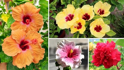 17 Amazing Varieties Of Hibiscus My Collection Youtube