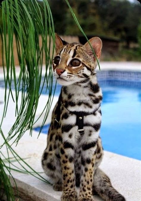 Lovely Pets Top 10 Unusual Cat Breeds