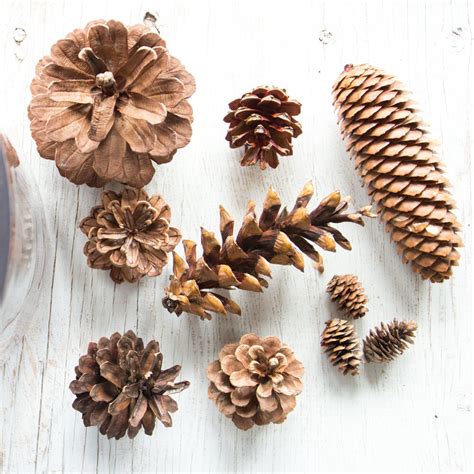 Assorted Pine Cones Bulk Natural Untreated Sanitized Etsy