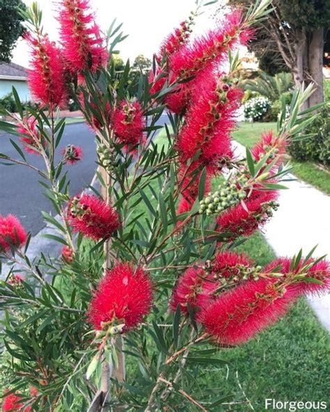 Bottlebrush Trees Callistemon How To Grow And Care Successfully