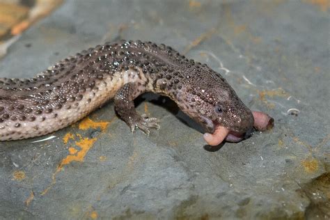 Earless Monitor Lizards Everything About Real Dragons Trust Animal