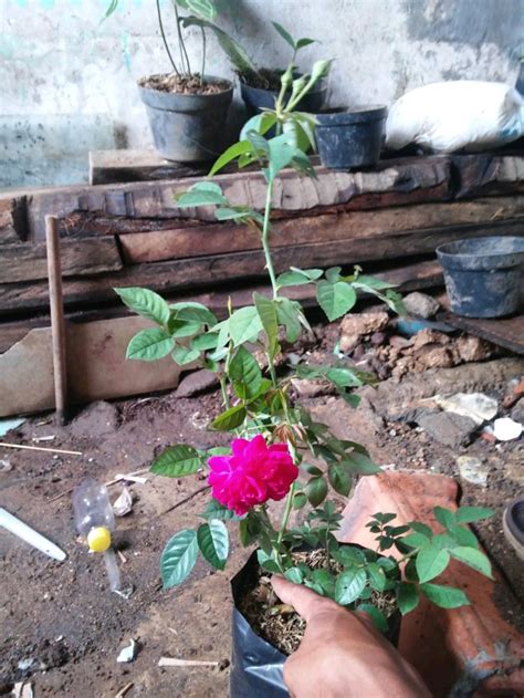 Jual Bibit Bunga Mawar Tanaman Bunga Hias Di Lapak Jihan Garden Irman