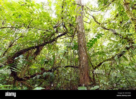 Tangle Of Lianas In The Interior Of Primary Tropical Rainforest
