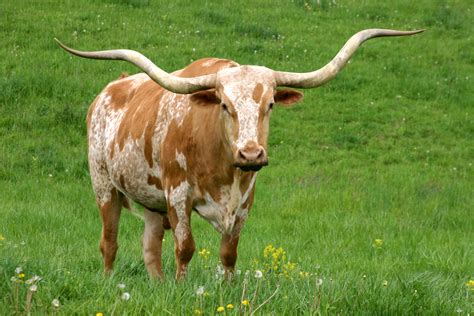 Texas Longhorn Cattle Photos