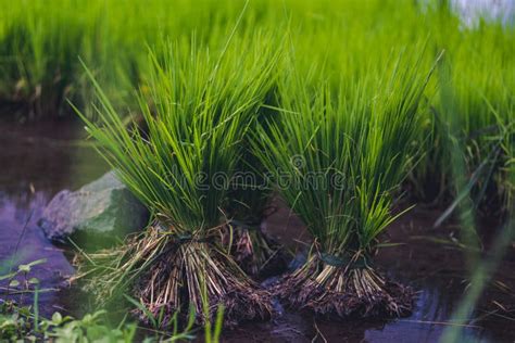 Young Rice Plants In Paddy Fields That Are Still Runny Stock Photo