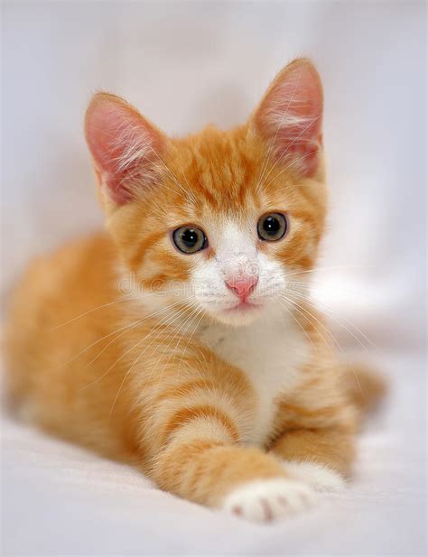 Cute Ginger Kitten With Blue Eyes Stock Photo Image Of