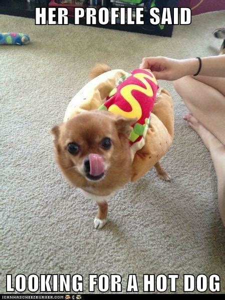 I Can Be A Hotdog I Has A Hotdog Dog Pictures Funny Pictures Of