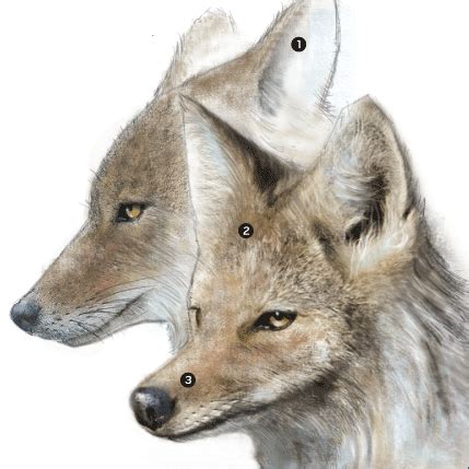 They adapt well to the food that is available in a particular region coyotes vary their diets based on what is available. Here's what to know about coyotes in Southern California ...