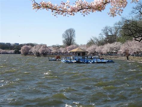 Picture 014 Cherry Blossom Boats Evanadine Flickr