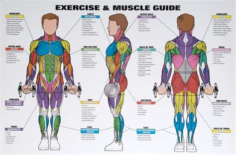 Which Muscles Which Move Workout Guide Workout Chart Exercise