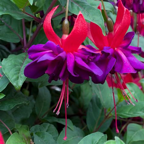 Giant Fuchsia Voodoo Trailing J Parker Dutch Bulbs