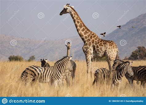 African Plains Game Scene With Giraffe Mother And Calf Zebra And Birds