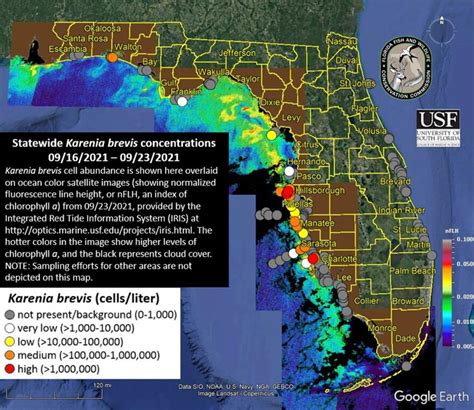 Red Tide Is Once Again Surfacing Off The Pinellas And Manatee Beaches