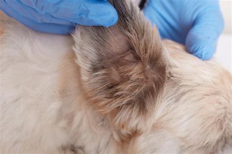 Adenocarcinoma Of The Salivary Gland In Dogs Epetstorepk