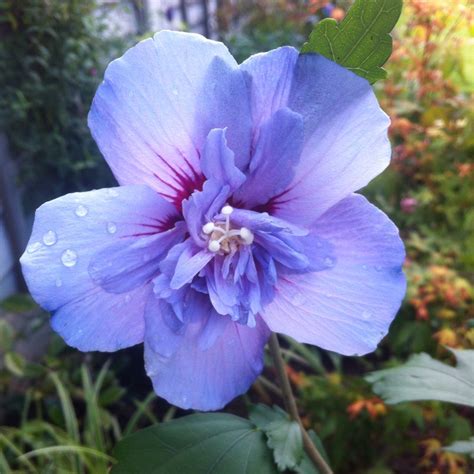 Hibiscus Syriacus Blue Chiffon Rose Of Sharon Blue Chiffon In