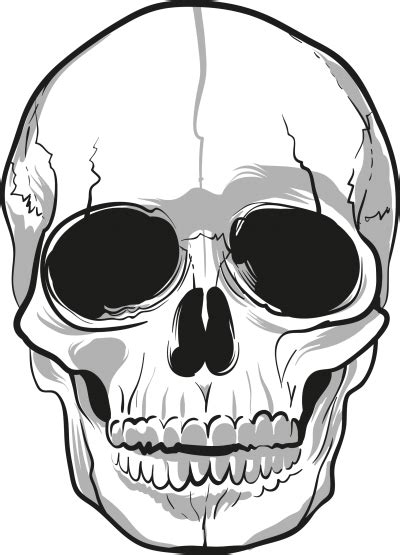 Skeleton Head Photos 420x595px Filesize 412306kb Transparentpng