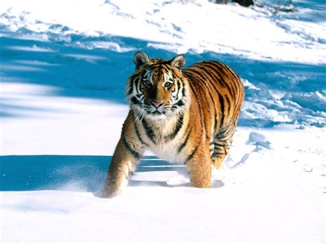 Tiger In Winter Natures Seasons Wallpaper 9859118 Fanpop