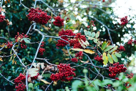Red Berries · Free Stock Photo