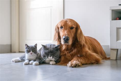 Kleurplaat hond en kat : Diagnostiek: Hond en kat - WUR