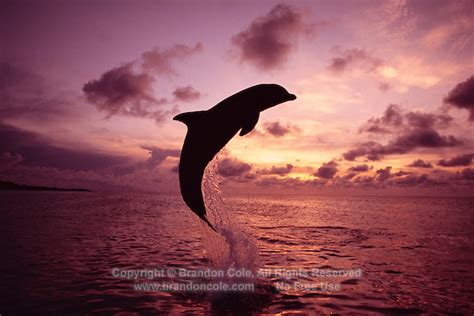 One Bottlenosed Dolphin Leaping Out Of The Ocean Sunset Sky Background