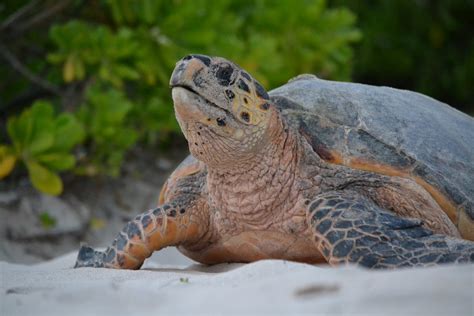 Seriously 41 Facts About Hawksbill Turtle Habitat It Is The Only