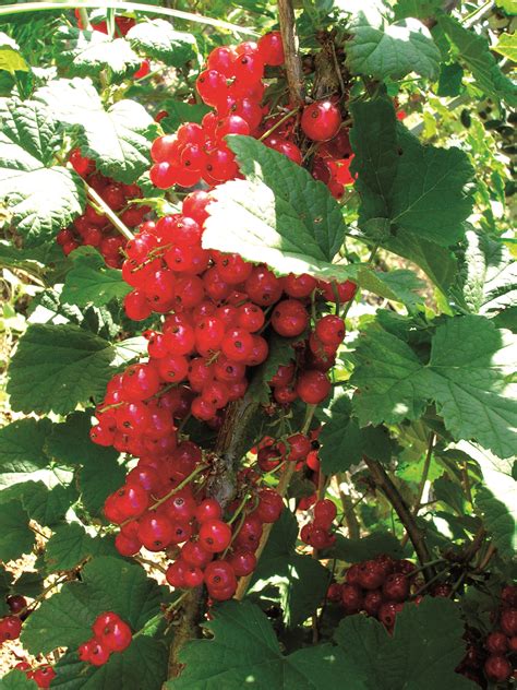 A primary colour in the additive colour system, and a secondary colour in the subtractive colour system. Red Currants