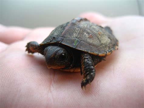 Filebaby Turtle On Hand Wikimedia Commons