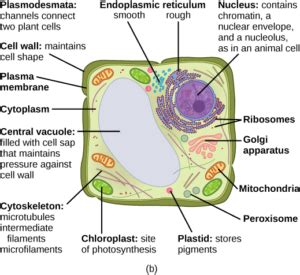 The bodies of both plants and animals are made up of cells. Vesicles and Vacuoles, Lysosomes, and Peroxisomes ...