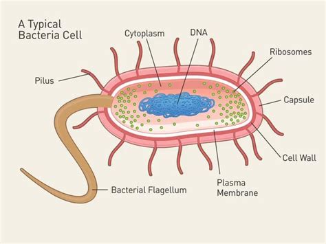 Bacteria Cell Structure Under Attack Cell Structure Bacterial Cell