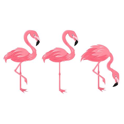 Premium Vector Set Of Flamingo Isolated Exotic Tropical Birds