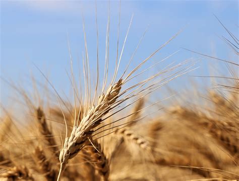 Wheat Harvest Signals Start of Summer in Kansas | Kansas Living Magazine