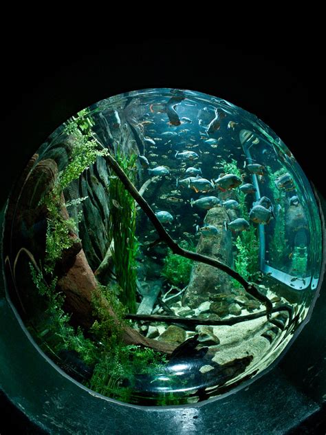 Georgia Aquarium Kunal Mukherjee Flickr